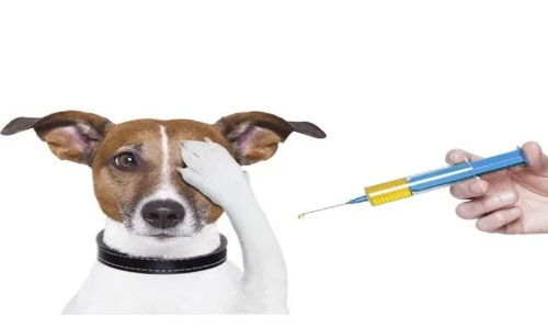 മുക്കത്ത് വാക്സിൻ തീർന്നു; വളർത്തുമൃഗങ്ങളുമായി വന്നവർ വട്ടംചുറ്റി