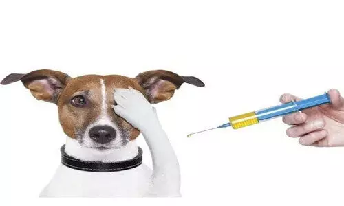 മുക്കത്ത് വാക്സിൻ തീർന്നു; വളർത്തുമൃഗങ്ങളുമായി വന്നവർ വട്ടംചുറ്റി