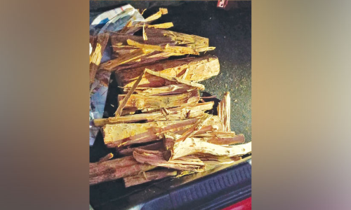 23 കിലോ ചന്ദനവുമായി മൂന്നു പേർ അറസ്റ്റിൽ