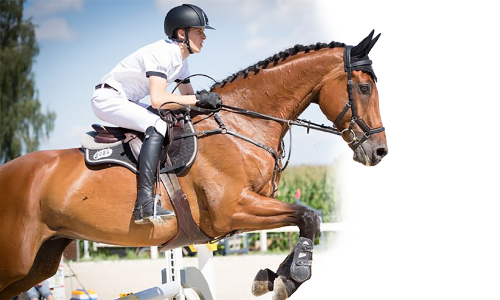 കുതിര സവാരി ദുബായിൽ