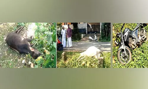 ബൈക്കിടിച്ച് പശു ചത്തു; ബൈക്ക് യാത്രക്കാരന് ഗുരുതര പരിക്ക്