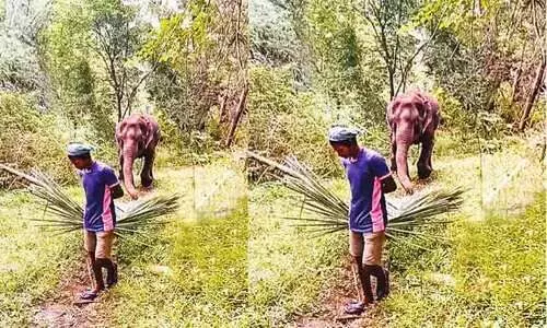 The story of the bond between Praveen and wildelephant