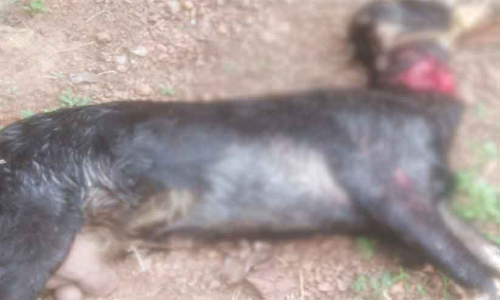 നായ്ക്കൂട്ടം ആടുകളെയും കോഴികളെയും കടിച്ചുകൊന്നു