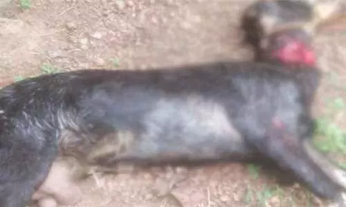 നായ്ക്കൂട്ടം ആടുകളെയും കോഴികളെയും കടിച്ചുകൊന്നു