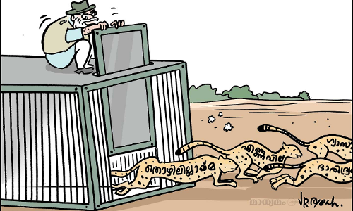 ഇന്ത്യൻ ചീറ്റകൾ