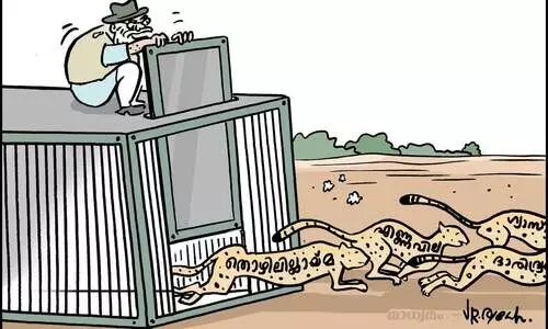 ഇന്ത്യൻ ചീറ്റകൾ