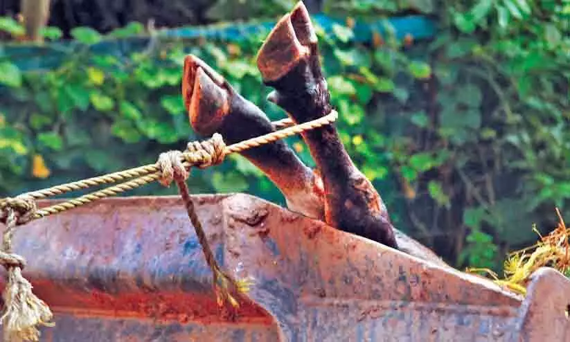 കണ്ണൂരിൽ പേയിളകിയ പശുവിന്റെ അതിക്രമം; നാലുപേർക്ക് പരിക്ക്