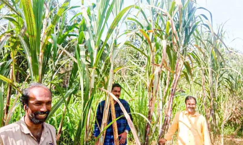 Sugarcane cultivation is active again in Perumpetti Sugarcane cultivation is active again in Perumpetti