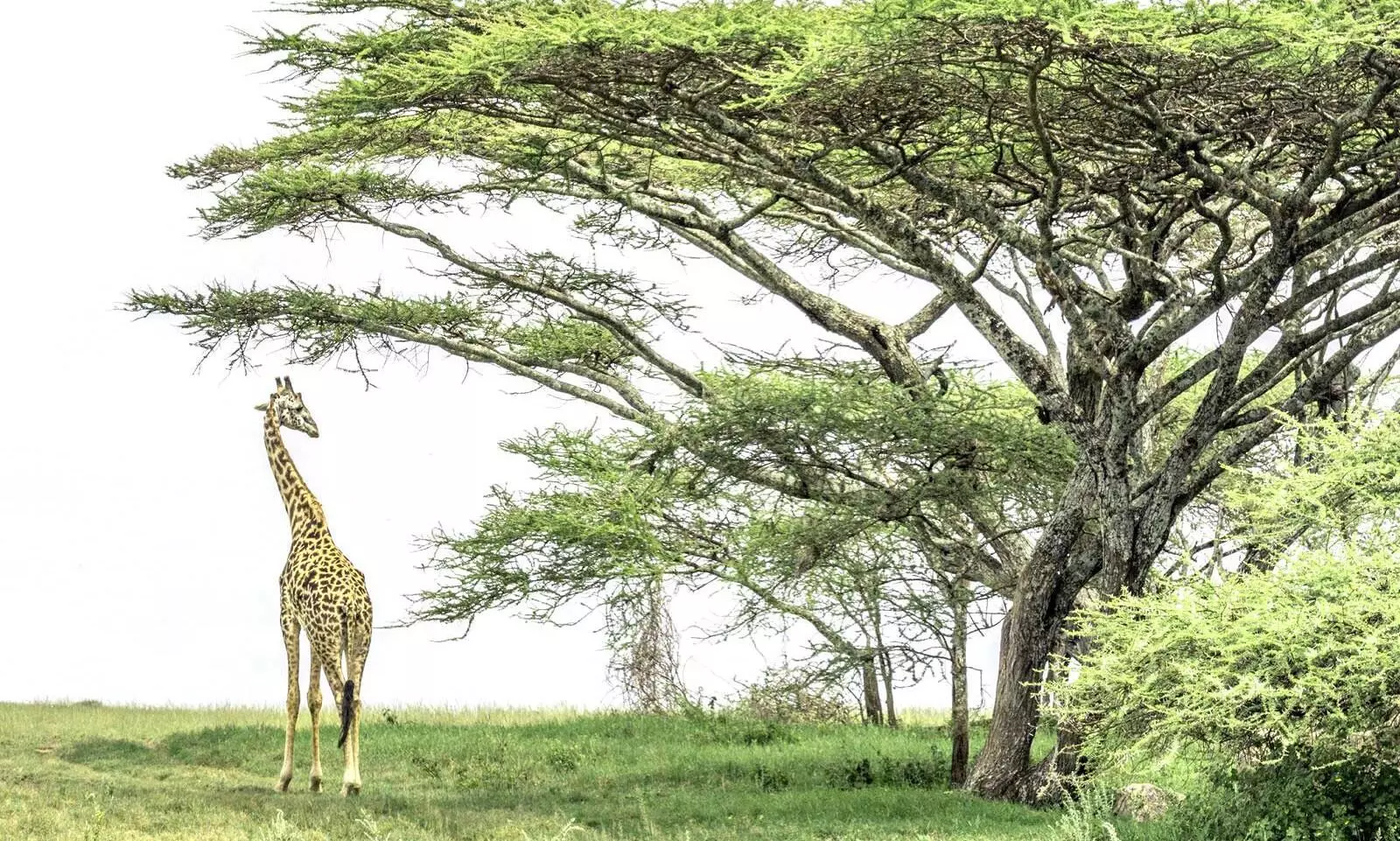 How acacia trees protect themselves from giraffes