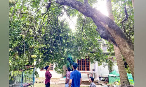 ബഷീറിെൻറ വീട്ടുമുറ്റത്ത് മധുരക്കാഴ്ചയായി ബബ്ലൂസ് ബഷീറിെൻറ വീട്ടുമുറ്റത്ത് മധുരക്കാഴ്ചയായി ബബ്ലൂസ്
