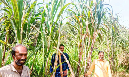 Sugarcane cultivation is active again in Perumpetti