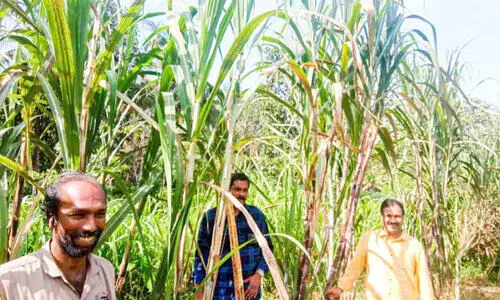 Sugarcane cultivation is active again in Perumpetti Sugarcane cultivation is active again in Perumpetti