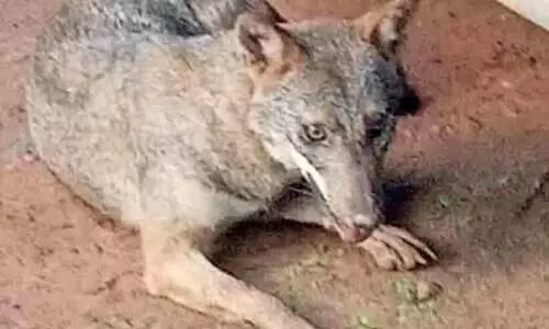 കുറുനരി മുറ്റത്ത്; അമ്പരന്ന് വീട്ടുകാര്‍