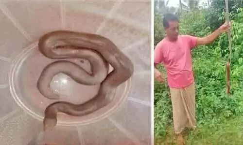 ഇവിടെ മണ്ണൂലിക്ക് സുഖവാസം