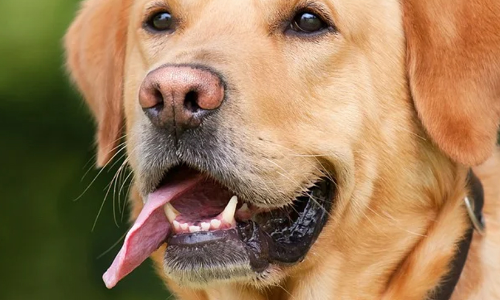 എ.ബി.സി പദ്ധതി മൃഗാശുപത്രികൾ കേന്ദ്രീകരിച്ച്  യോഗം നാളെ