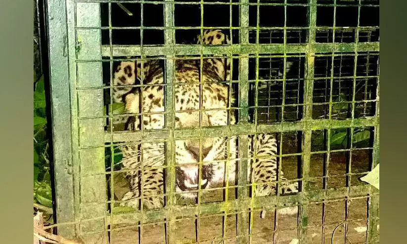 wild animal wild animal