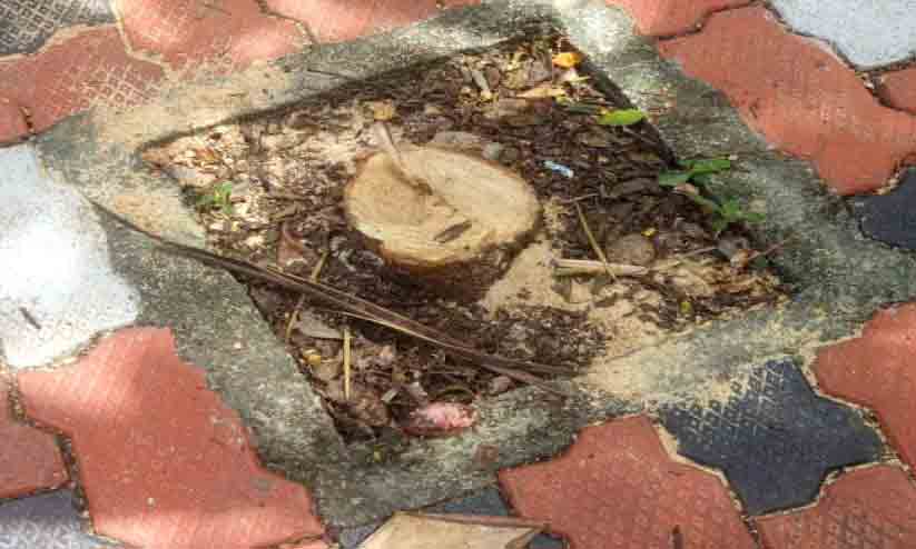 സ്കൂൾ വളപ്പില് നിന്ന ചന്ദനമരം മുറിച്ചുകടത്തി സ്കൂൾ വളപ്പില് നിന്ന ചന്ദനമരം മുറിച്ചുകടത്തി