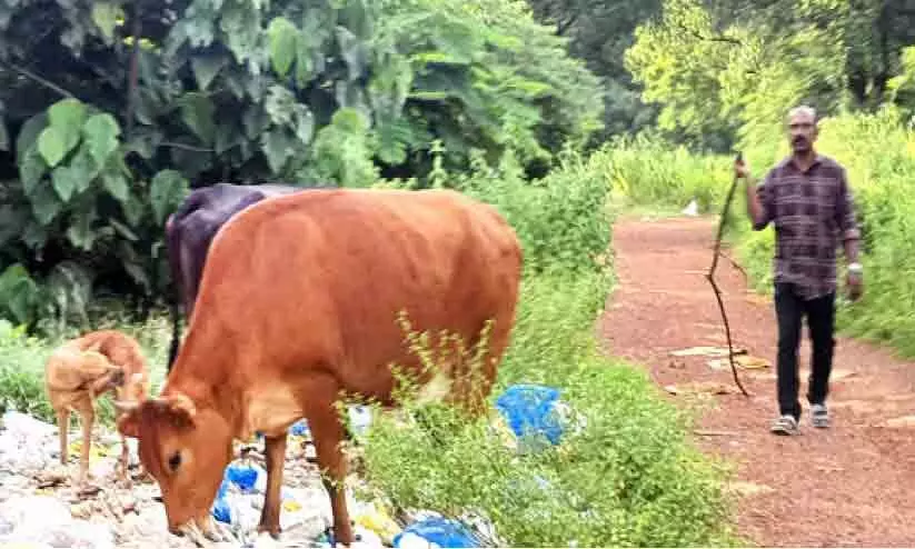 തെരുവുനായ് ശല്യം; വന്ധ്യംകരണം നാലുമുതൽ തെരുവുനായ് ശല്യം; വന്ധ്യംകരണം നാലുമുതൽ