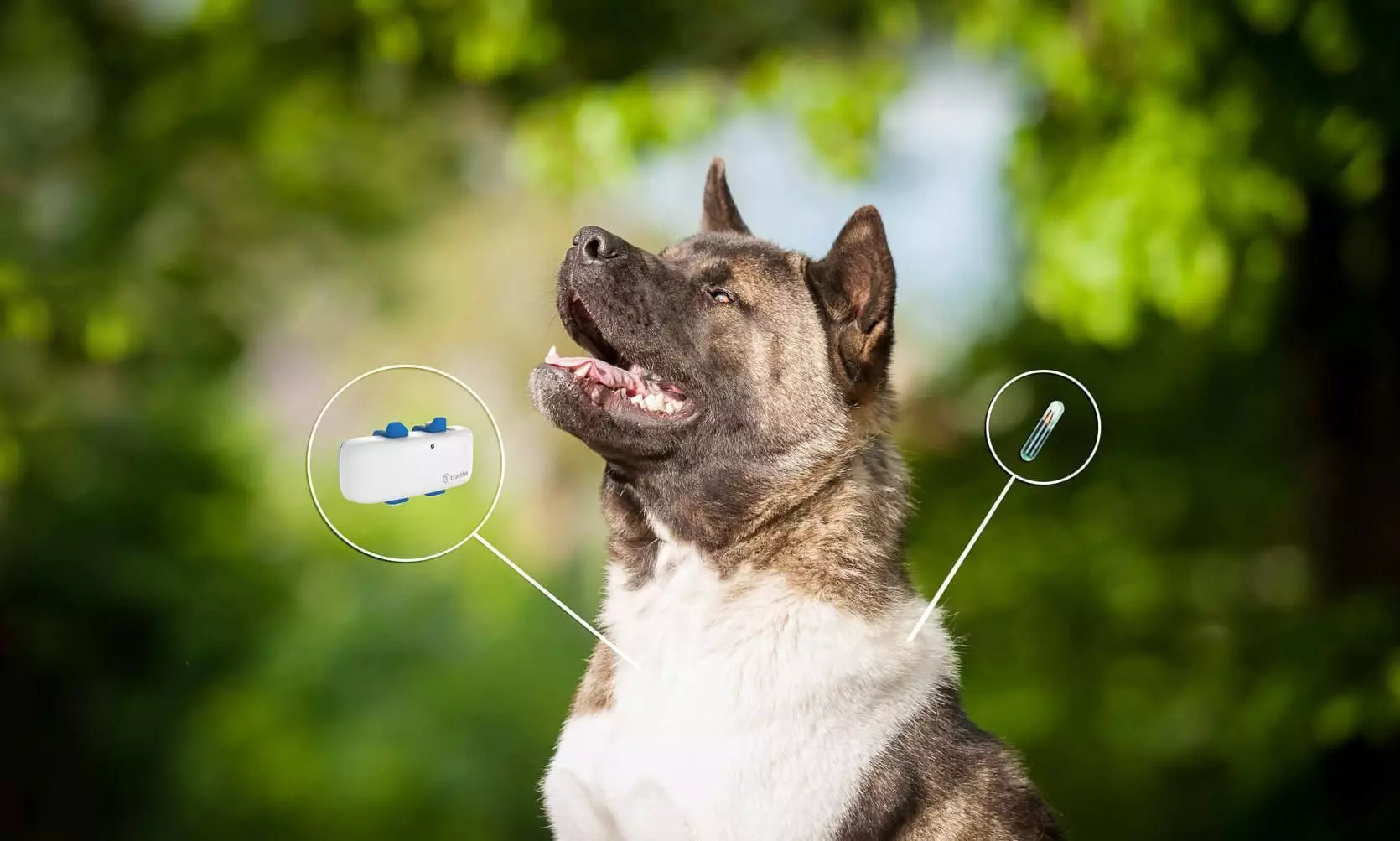 Dog Tracker Chip