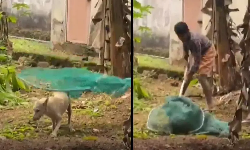 വീട്ടുവളപ്പിൽ കയറിയ പേ ലക്ഷണങ്ങളുള്ള നായയെ സാഹസികമായി പിടികൂടി വീട്ടുവളപ്പിൽ കയറിയ പേ ലക്ഷണങ്ങളുള്ള നായയെ സാഹസികമായി പിടികൂടി