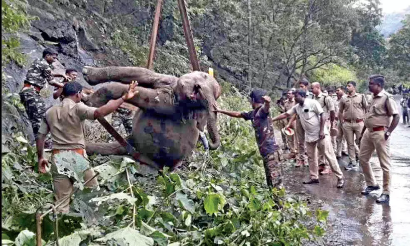 A tragic end for the baby wild elephant
