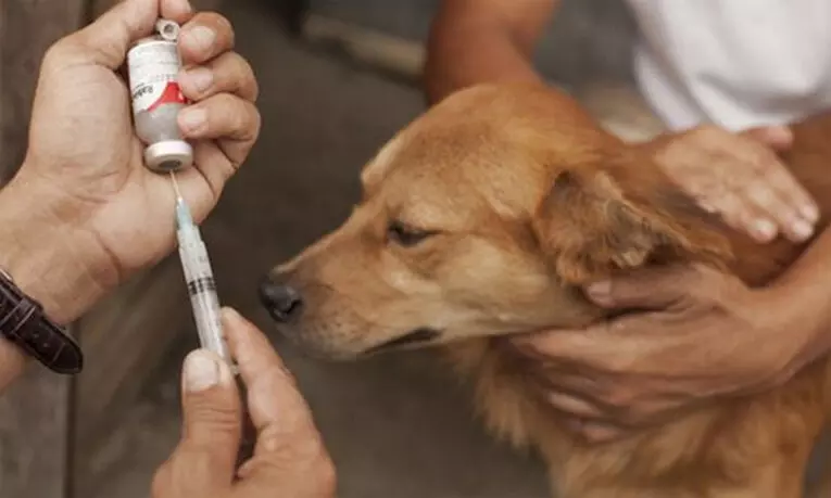 എല്ലാ തെരുവുനായ്ക്കൾക്കും പേവിഷ വാക്സിൻ നൽകുമെന്ന് ജെ.ചിഞ്ചുറാണി എല്ലാ തെരുവുനായ്ക്കൾക്കും പേവിഷ വാക്സിൻ നൽകുമെന്ന് ജെ.ചിഞ്ചുറാണി