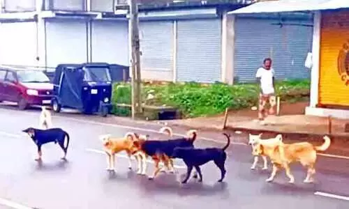 തെരുവുനായ്ക്കൾ പെരുകി; ആക്രമണഭീതിയിൽ പൊഴുതന തെരുവുനായ്ക്കൾ പെരുകി; ആക്രമണഭീതിയിൽ പൊഴുതന