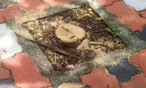 സ്‌കൂൾ വളപ്പില്‍ നിന്ന ചന്ദനമരം മുറിച്ചുകടത്തി