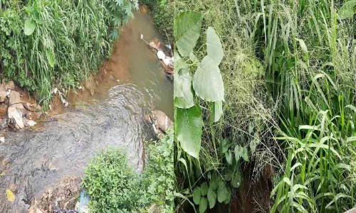 മാലിന്യവാഹിനികളായി പഴയകുന്നുമ്മലിലെ കൈതോടുകൾ; കൈയേറ്റം വ്യാപകം