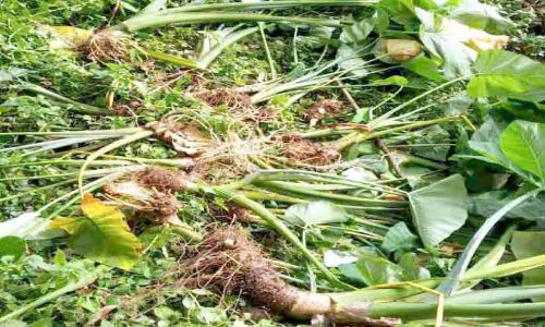 ഇടമുളയ്ക്കൽ തൊള്ളൂരിൽ കാട്ടുപന്നി ശല്യം രൂക്ഷം