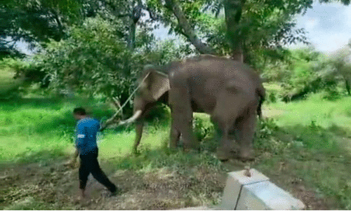 Two elephants in charge to protect cheetahs brought from Namibia