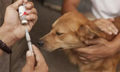 എല്ലാ തെരുവുനായ്ക്കൾക്കും പേവിഷ വാക്സിൻ നൽകുമെന്ന് ജെ.ചിഞ്ചുറാണി