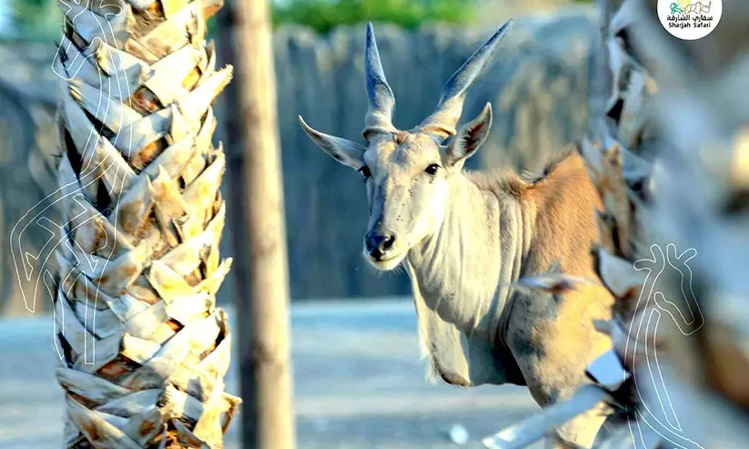 ഇടവേള കഴിഞ്ഞു: ഷാർജ സഫാരി ഇന്ന് തുറക്കും