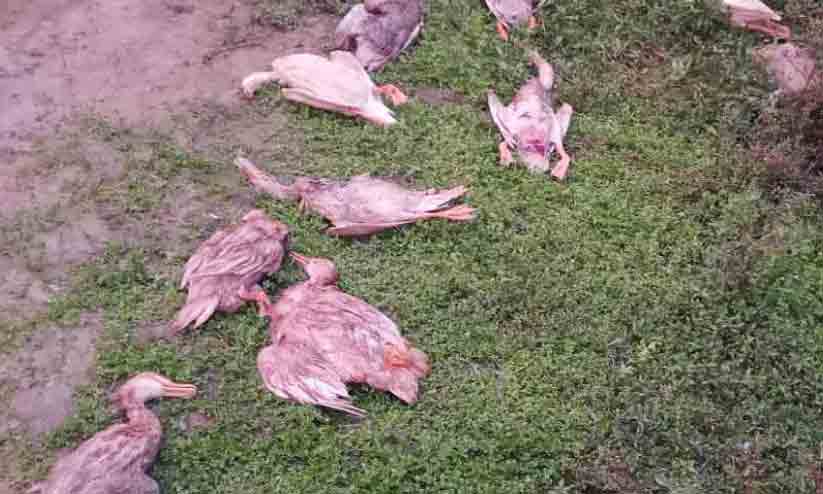 ക്ലാപ്പനയിൽ തെരുവുനായ് താറാവുകളെ കൊന്നു ക്ലാപ്പനയിൽ തെരുവുനായ് താറാവുകളെ കൊന്നു