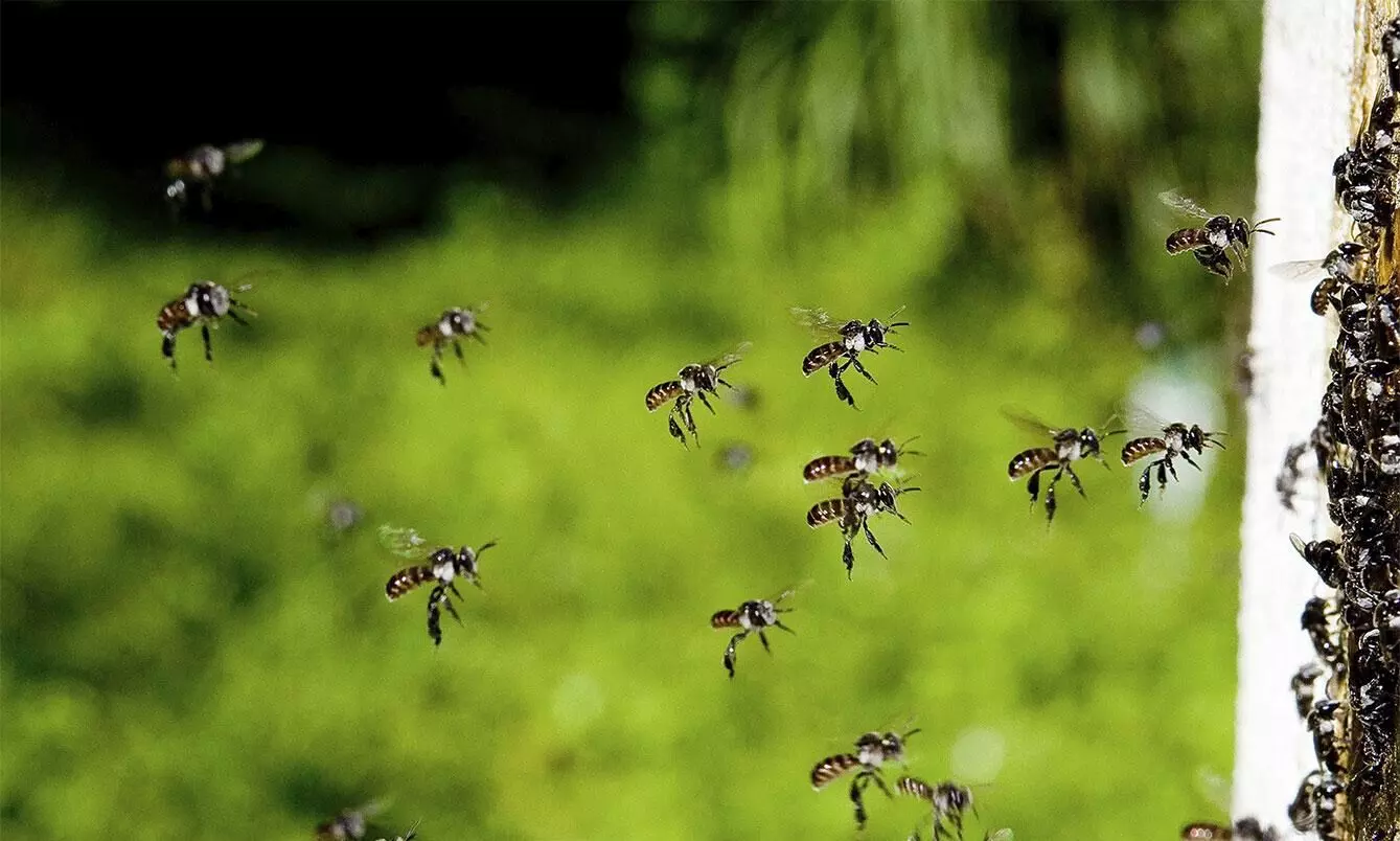 അച്ഛനും തേനീച്ചകളും -ബോസ്നിയൻ കവിതയുടെ മൊഴിമാറ്റം അച്ഛനും തേനീച്ചകളും -ബോസ്നിയൻ കവിതയുടെ മൊഴിമാറ്റം