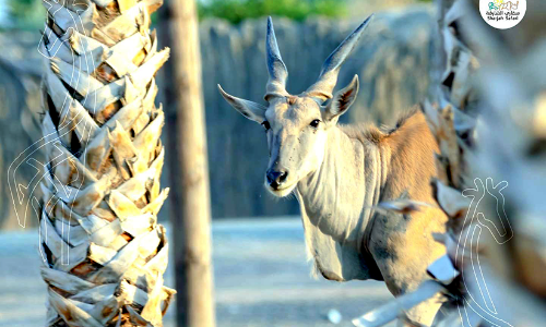 ഇടവേള കഴിഞ്ഞു: ഷാർജ സഫാരി ഇന്ന് തുറക്കും