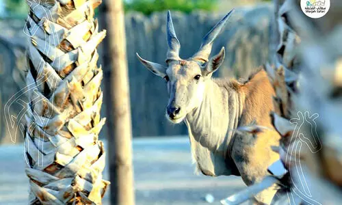 ഇടവേള കഴിഞ്ഞു: ഷാർജ സഫാരി ഇന്ന് തുറക്കും