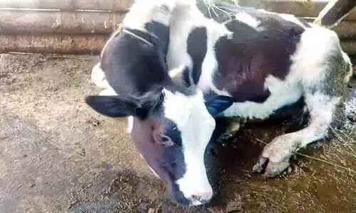 പുൽപള്ളിയിൽ കടുവ ആക്രമണത്തിൽ പശുക്കിടാവിന് പരിക്കേറ്റു