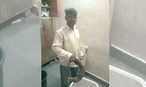 Mumbai: Man held for smuggling dead Indian monitor lizard