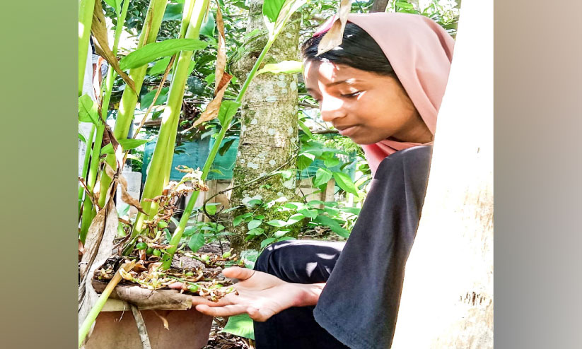 Cardamom cultivation Cardamom cultivation