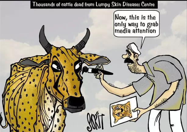 പല സംസ്ഥാനങ്ങളിലും ചർമമുഴ രോഗം ബാധിച്ച് ആയിരക്കണക്കിന് പശുക്കൾ ചത്തൊടുങ്ങി. പക്ഷേ, മാധ്യമങ്ങൾ ശ്രദ്ധിച്ചത് മോദി തുറന്നുവിട്ട ചീറ്റപ്പുലികളെ. ചർമമുഴകളെ ചീറ്റയുടെ പുള്ളികളാക്കിയാൽ മാധ്യമങ്ങൾ ശ്രദ്ധിച്ചേക്കും – ഡൗൺ ടു എർതിൽ സോറിതിന്റെ കാർട്ടൂൺ പല സംസ്ഥാനങ്ങളിലും ചർമമുഴ രോഗം ബാധിച്ച് ആയിരക്കണക്കിന് പശുക്കൾ ചത്തൊടുങ്ങി. പക്ഷേ, മാധ്യമങ്ങൾ ശ്രദ്ധിച്ചത് മോദി തുറന്നുവിട്ട ചീറ്റപ്പുലികളെ. ചർമമുഴകളെ ചീറ്റയുടെ പുള്ളികളാക്കിയാൽ മാധ്യമങ്ങൾ ശ്രദ്ധിച്ചേക്കും – ഡൗൺ ടു എർതിൽ സോറിതിന്റെ കാർട്ടൂൺ