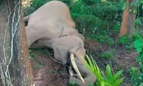 Tusker Electrocuted