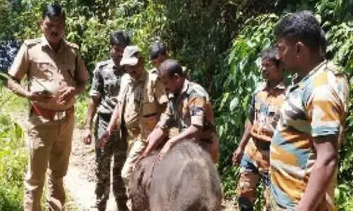കുഴിയിലകപ്പെട്ട ആനക്കുട്ടിയെ അമ്മയാനയോടൊപ്പം ചേർത്തു
