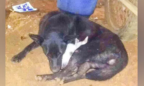 കുഞ്ഞി പൂച്ചക്ക് വളർത്തമ്മ സൂസി:  പേരുവാലിയിൽ പൂച്ചക്കുഞ്ഞിന് വളർത്തമ്മയായി സൂസി എന്ന നായ