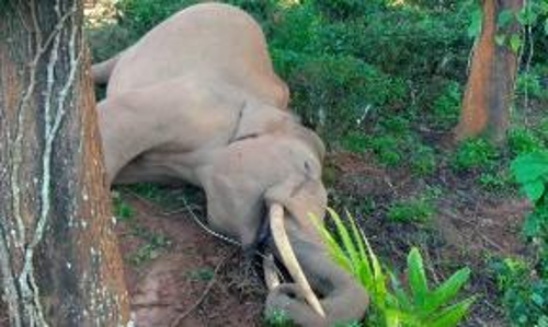 Tusker Electrocuted