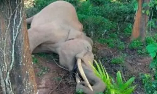Tusker Electrocuted