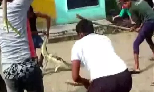 സ്കൂൾ പരിസരത്തെത്തിയ മുതല ക്ലാസിൽ കയറി; ഭയന്ന് വിറച്ച് കുട്ടികൾ