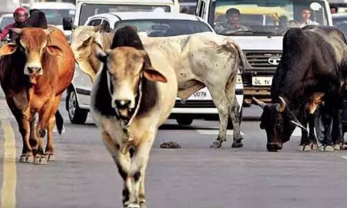 ഗുജറാത്തിൽ കന്നുകാലികളെ തെരുവിൽ വിടു​ന്നത് തടയുന്ന ബിൽ പിൻവലിച്ചു