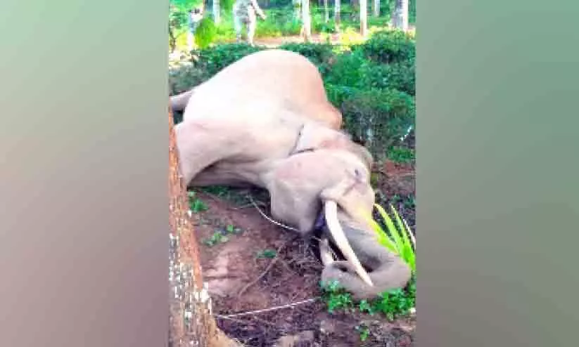 ഷോക്കേറ്റ് കൊമ്പൻ ചെരിഞ്ഞു ഷോക്കേറ്റ് കൊമ്പൻ ചെരിഞ്ഞു