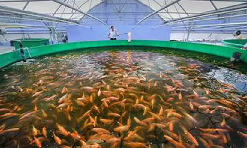 മത്സ്യകൃഷി: നിക്ഷേപ അവസരം തുറന്ന് മന്ത്രാലയം